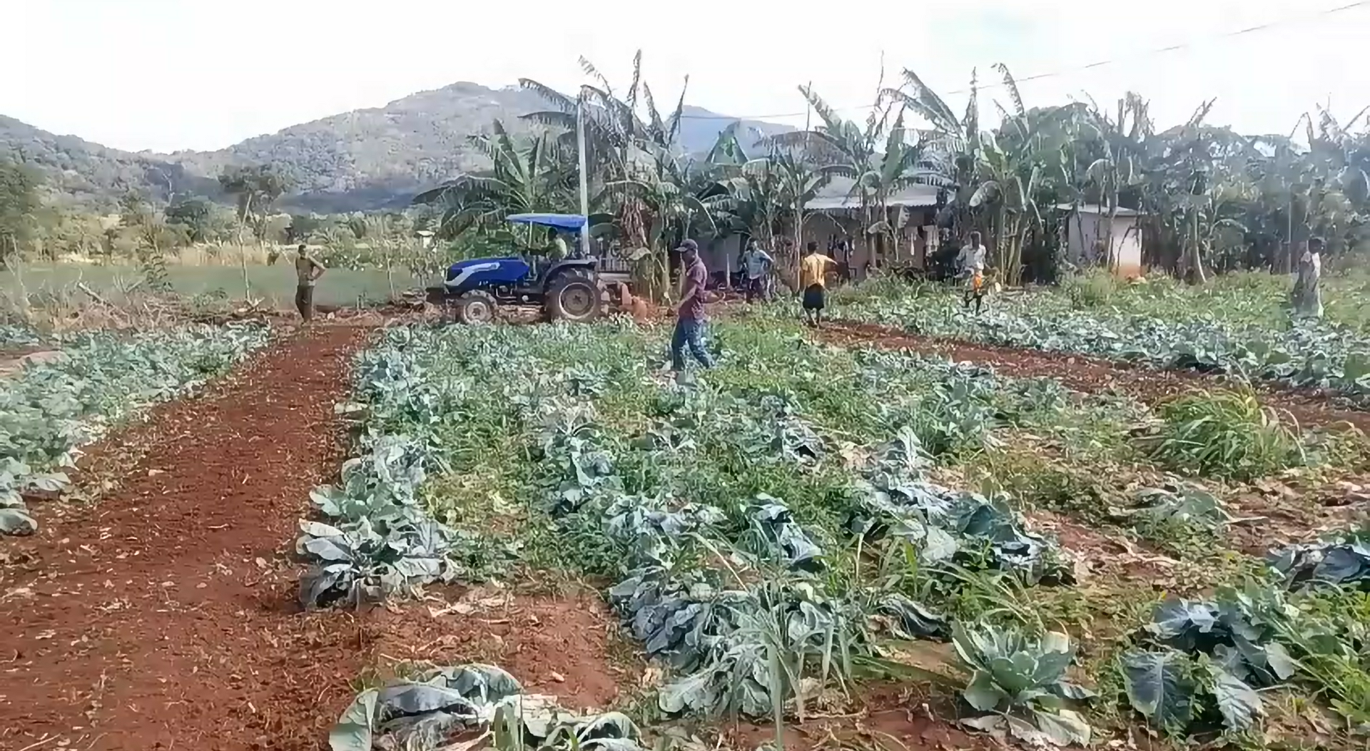 LOVOL TB504 working efficiently in a vegetable field.